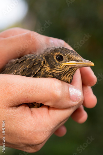 Madre humana brindándole protección a un pajarito pequeño que callo de su nido. 