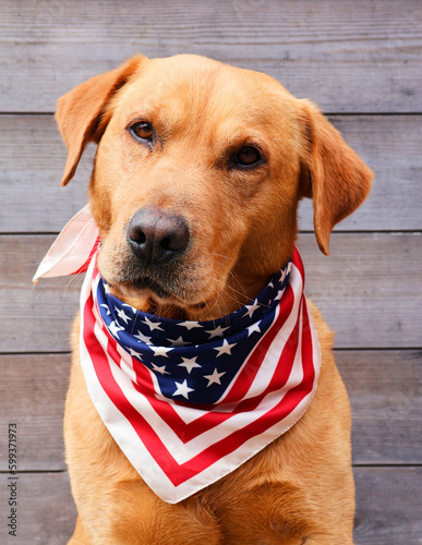 Labrador retriever dog with American scarf. American holiday concept: memorial day, indepence day, patriot day, ... photo
