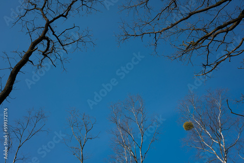 Widok na błękitne niebo nad konarami drzew