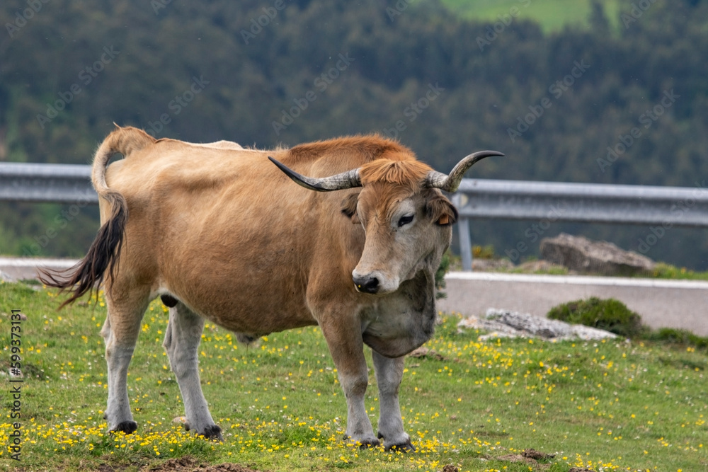 cow in the field cow in the field