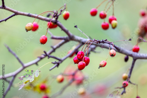 Hawthorn bush with red berries on a blurred background © Volodymyr