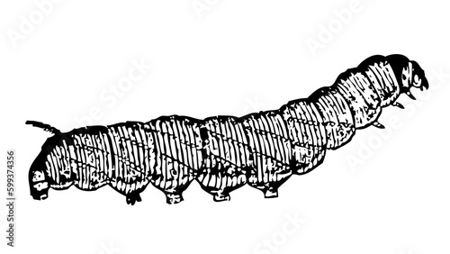 earthworms