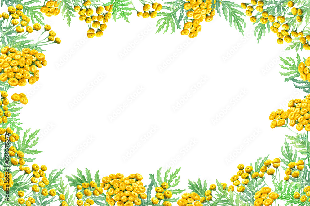 Herb Common Tansy, Tanacetum vulgare frame. Watercolor illustration isolated on white. For card, invitation, package