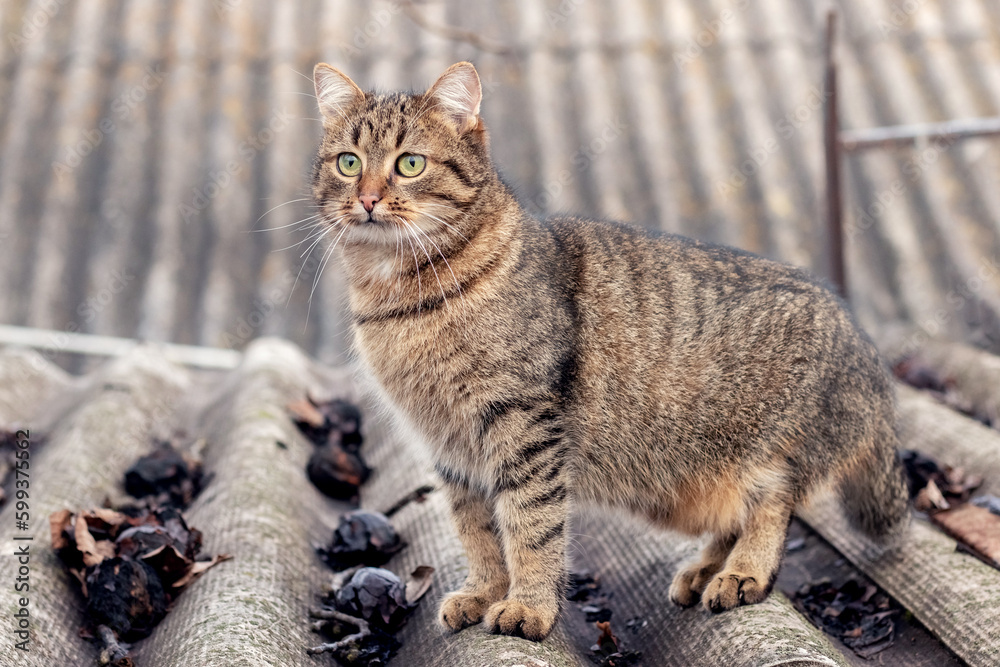 Fototapeta premium Brown striped cat on the roof of the house