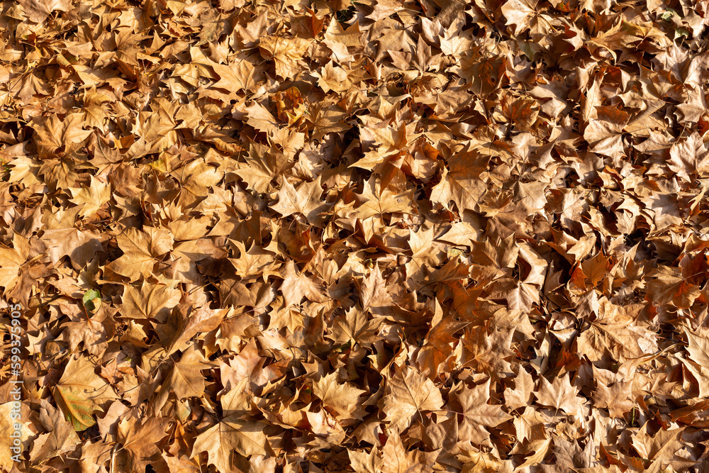 dry maple leaves lie on the ground