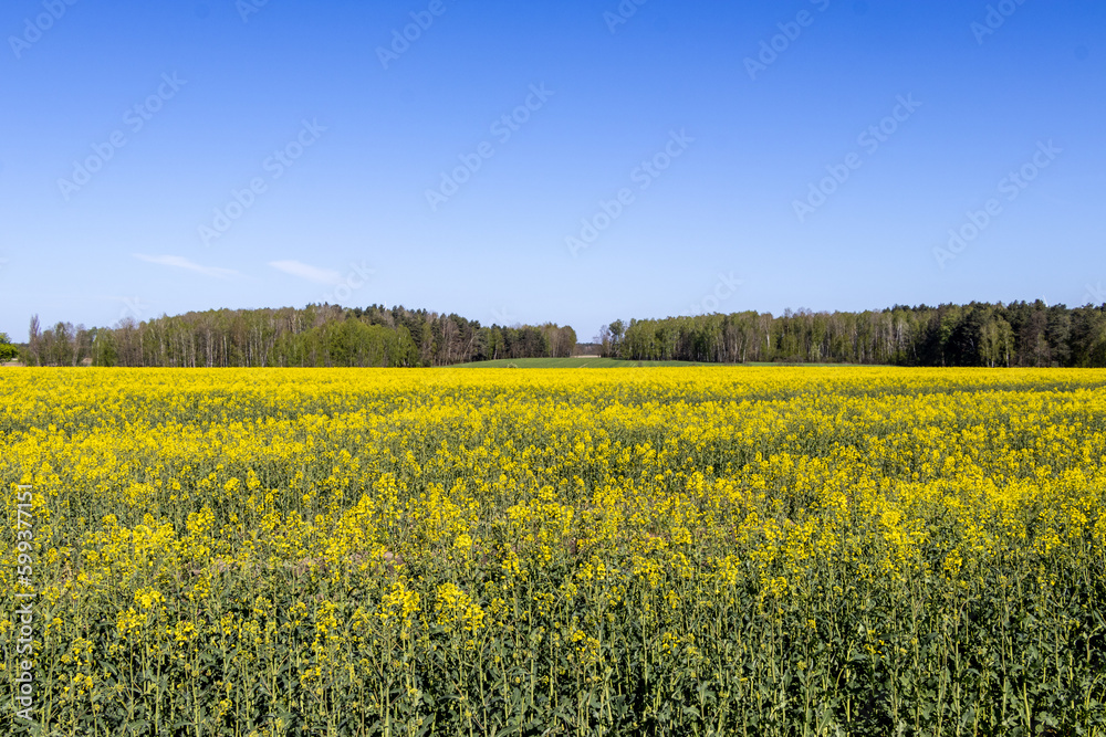 Golden fields of rapeseed (rape, oilseed)