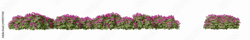 3d green pink flowering bushes isolated on white background 3d green pink flowering bushes isolated on white background