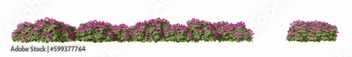 3d green pink flowering bushes isolated on white background