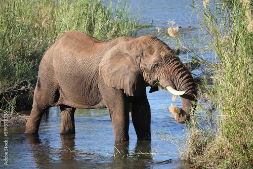 Afrikanischer Elefant im Sabie River   African elephant in Sqabie River   Loxodonta africana