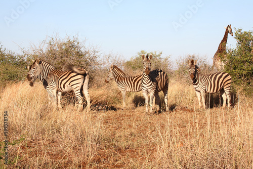 Steppenzebra   Burchell s zebra   Equus quagga burchellii