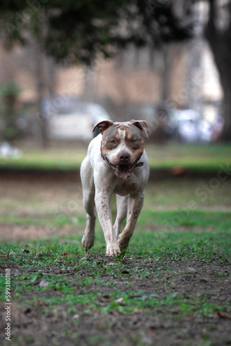 American Bully XL walking in the park