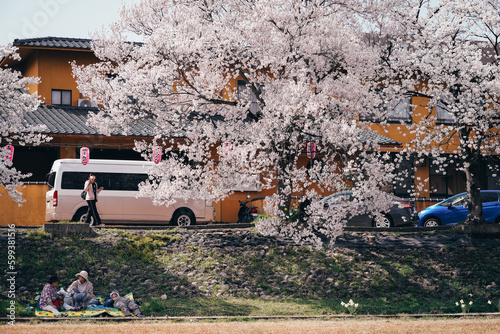 A family enjoys a picnic amidst a stunning display of cherry blossoms in Japan. A heartwarming moment captured in a picturesque setting