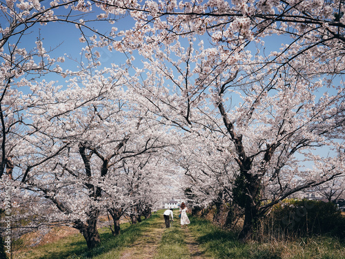A happy couple strolls through a park in Japan, taking selfies amidst a sea of cherry blossoms. A lovely moment captured in one of the world's most beautiful settings
