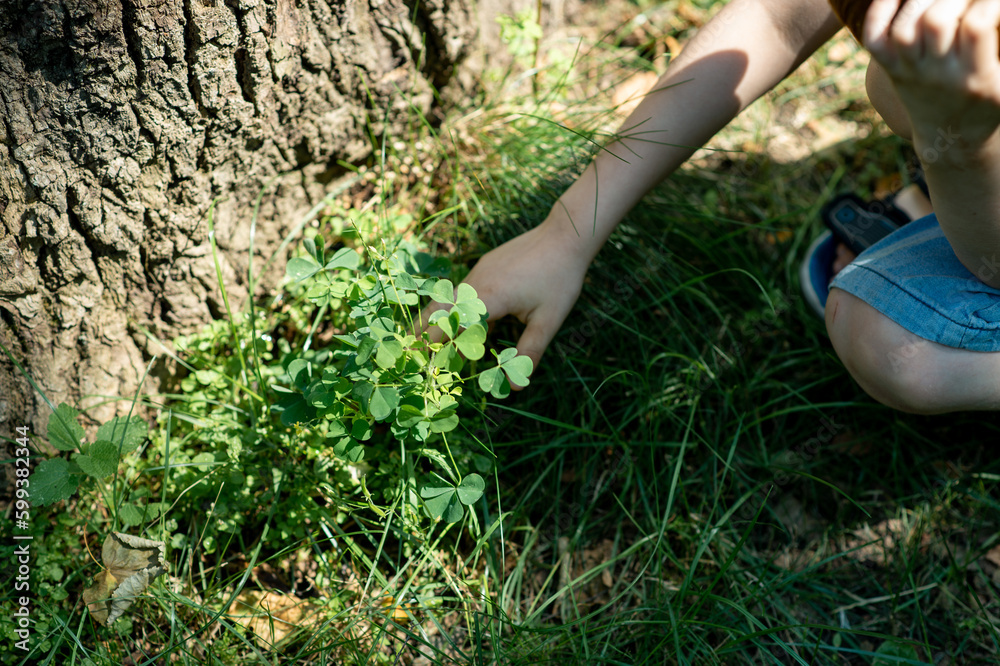 Child's hands touch the grass. Rest in the park, forest. Child's hands touch the grass. Rest in the park, forest.