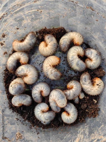  White chafer grub against the background of the soil. Larva of the May beetle. Agricultural pest