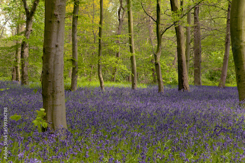 London, UK, 30 April 202 : English bluebells in Chalet Wood, Wanstead Park, London 