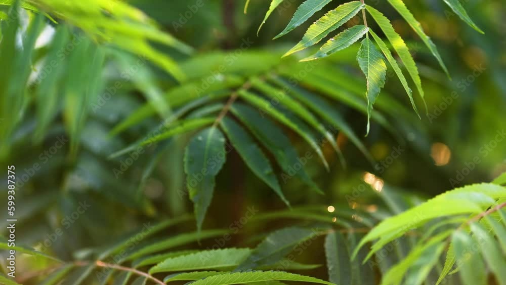 Green leaves of a tree waving in wind. Natural background Green leaves of a tree waving in wind. Natural background