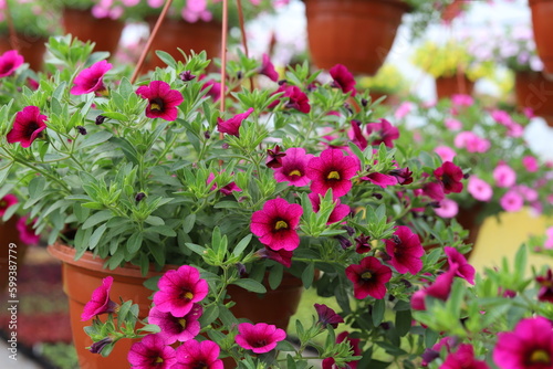 Fototapeta Naklejka Na Ścianę i Meble -  Petunia flowers in pots, cultivation in a greenhouse. Close up.