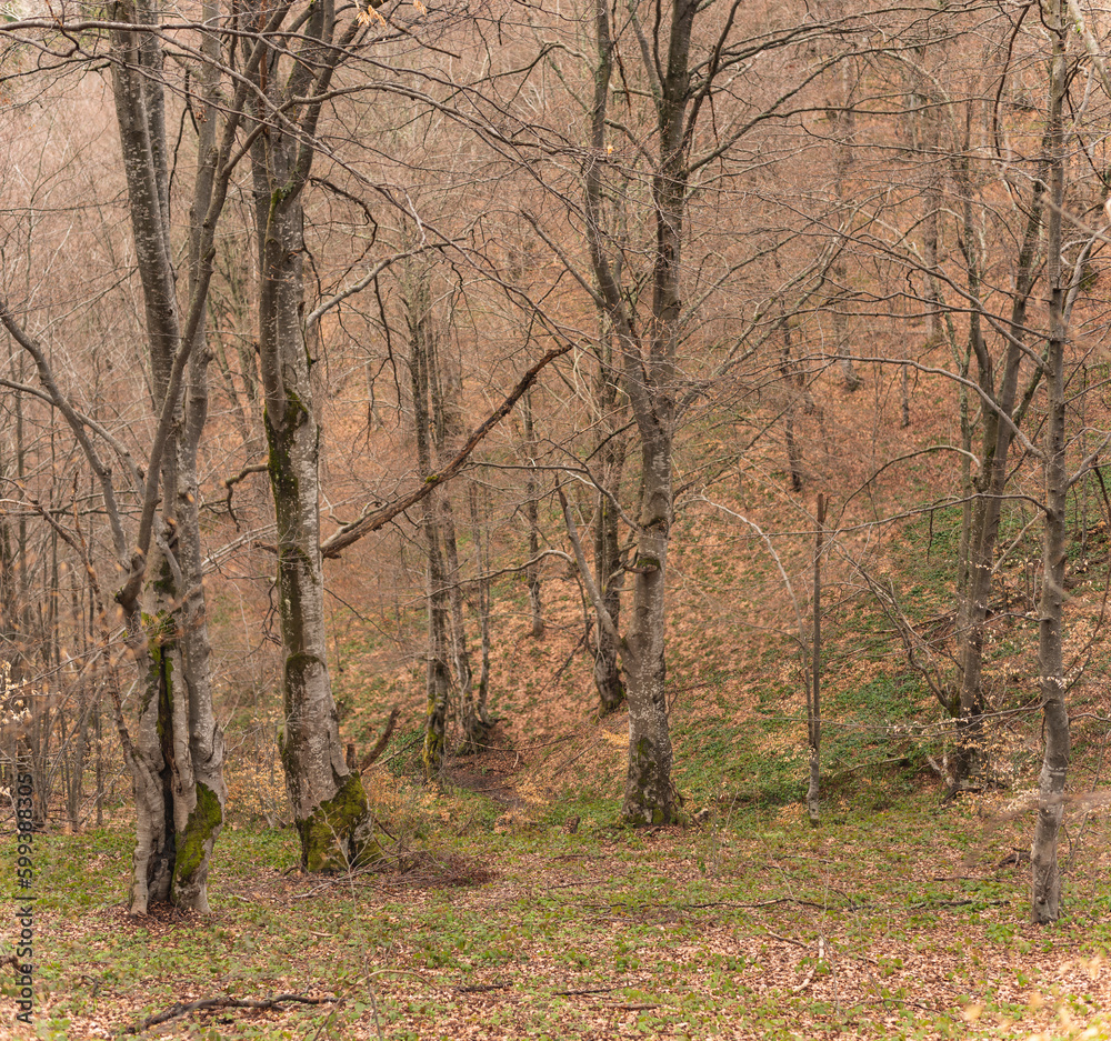 Old beech tree forest on mountain slope in early spring