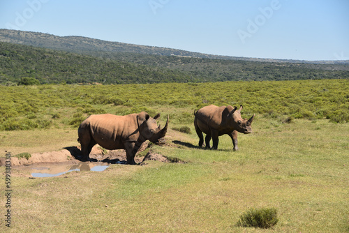 Africa- Close Up of Two Wild Rhinos on a South African Savannah