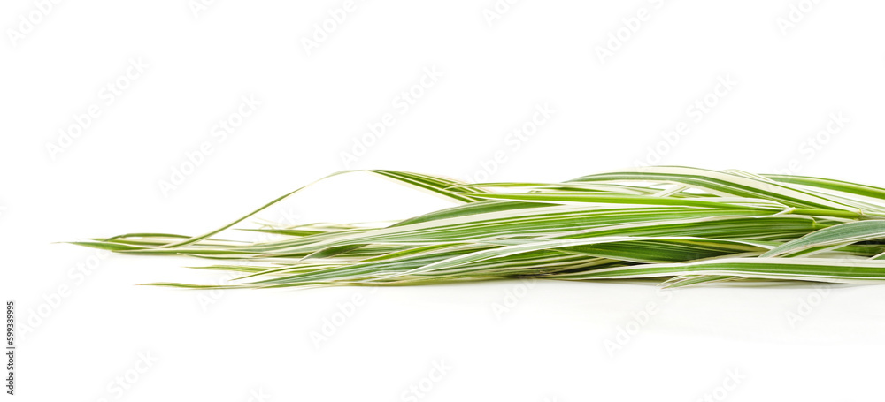 Bunch of striped sedge. Bunch of striped sedge.