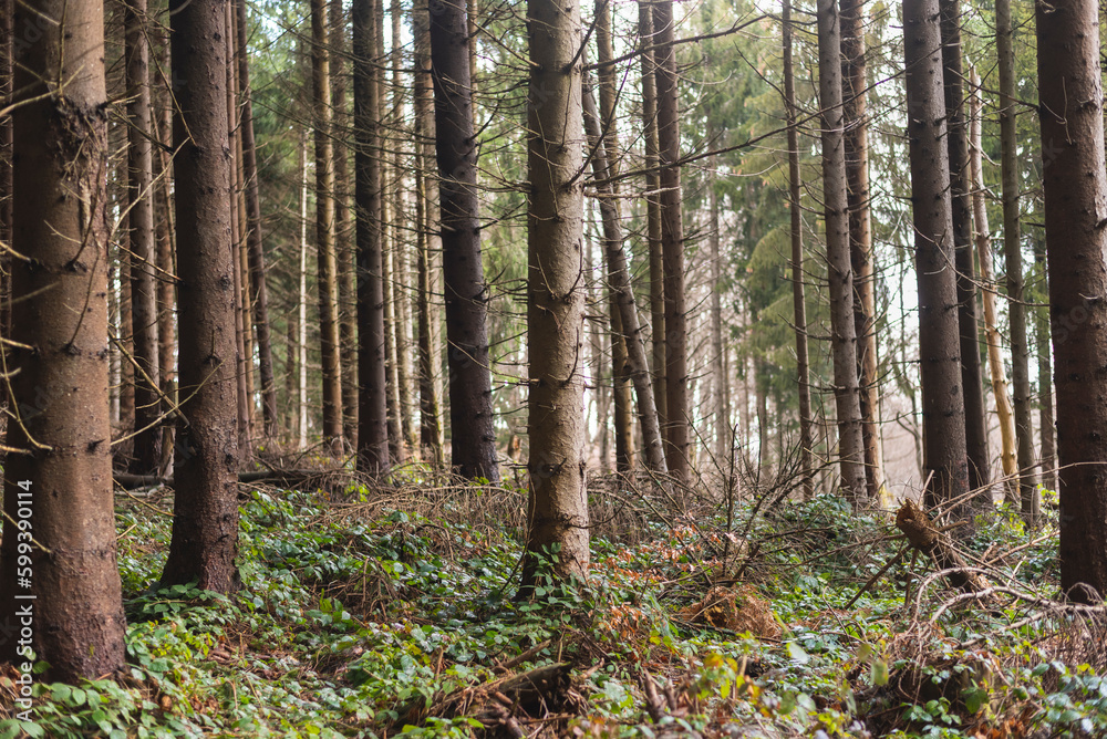 Obraz premium Old pine forest on mountain slope in early spring