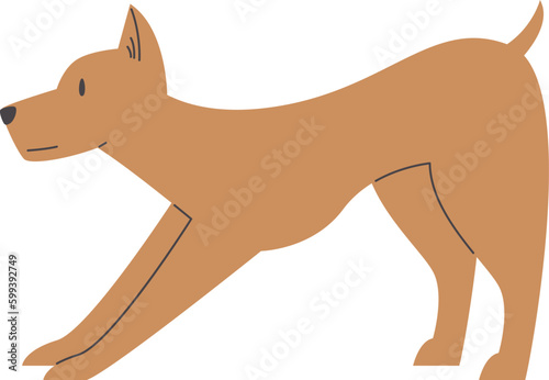Staying Dog Pet