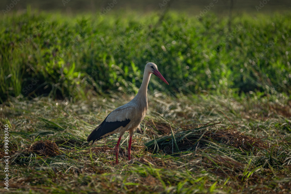 Naklejka premium Stork on summer field with green grass and hay