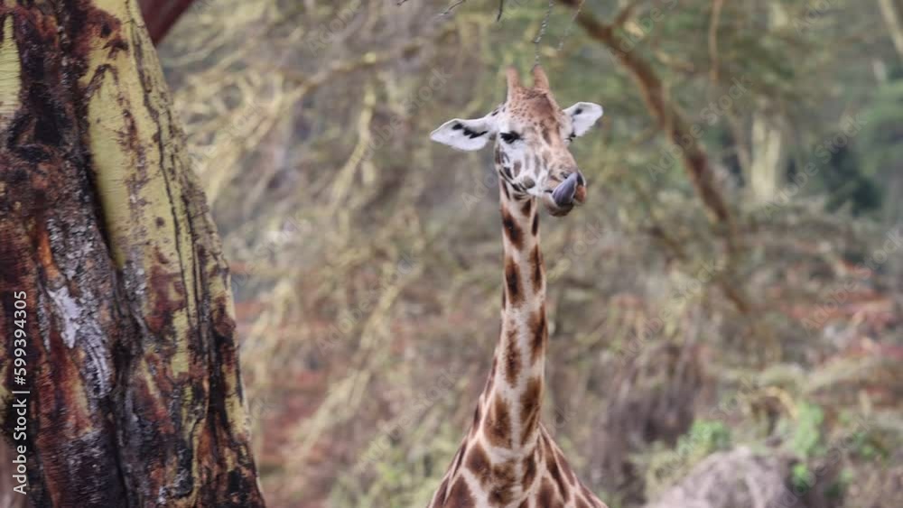 Rothschild's Giraffe walking through a glade in Nakuru national park Rothschild's Giraffe walking through a glade in Nakuru national park