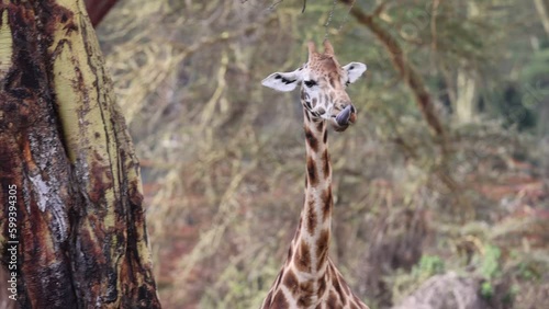 Rothschild's Giraffe walking through a glade in Nakuru national park photo