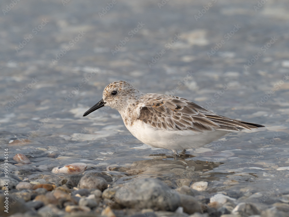 A Sanderling that is molting in to summer plumage and standing at the water's edge A Sanderling that is molting in to summer plumage and standing at the water's edge