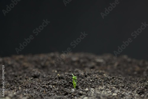 Plant growing from black soil, timelapse footage photo