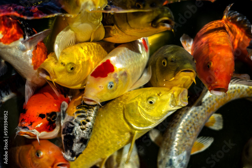 Photography poissons rouges