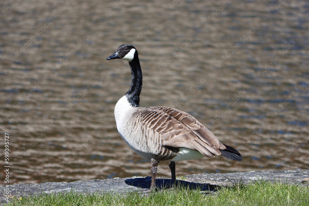 Sweden. The Canada goose (Branta canadensis), sometimes called Canadian goose, is a large wild goose with a black head and neck, white cheeks, white under its chin, and a brown body. Sweden. The Canada goose (Branta canadensis), sometimes called Canadian goose, is a large wild goose with a black head and neck, white cheeks, white under its chin, and a brown body.