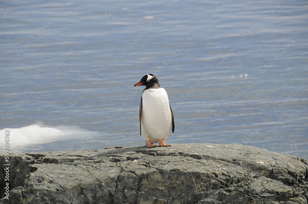 Obraz premium Gentoo penguin standing on a rock, Antarctica