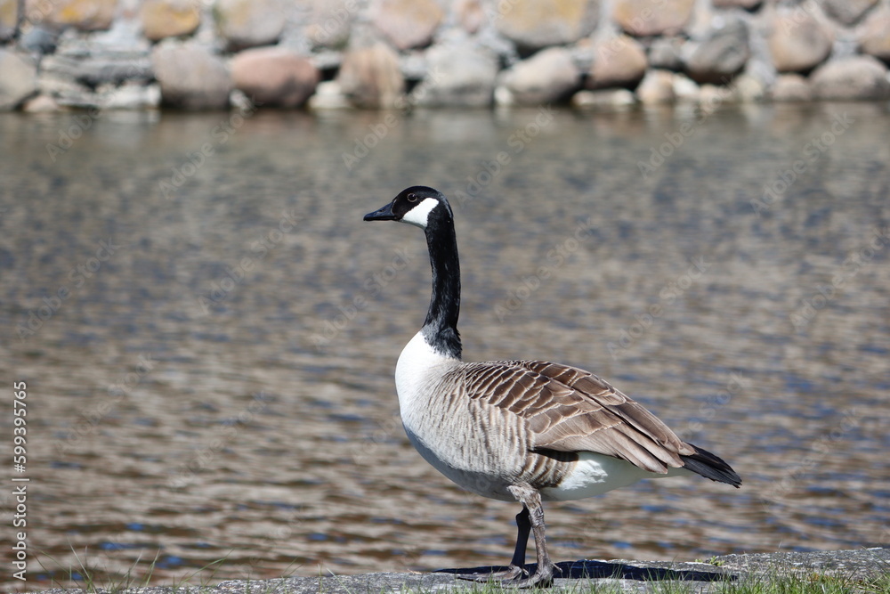 Sweden. The Canada goose (Branta canadensis), sometimes called Canadian goose, is a large wild goose with a black head and neck, white cheeks, white under its chin, and a brown body Sweden. The Canada goose (Branta canadensis), sometimes called Canadian goose, is a large wild goose with a black head and neck, white cheeks, white under its chin, and a brown body