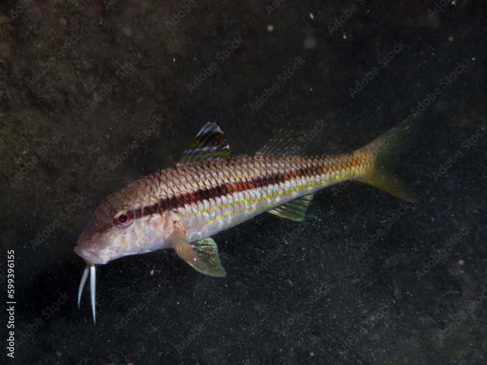 Salmonete. Mullus surmuletus. Salmonete. Mullus surmuletus.