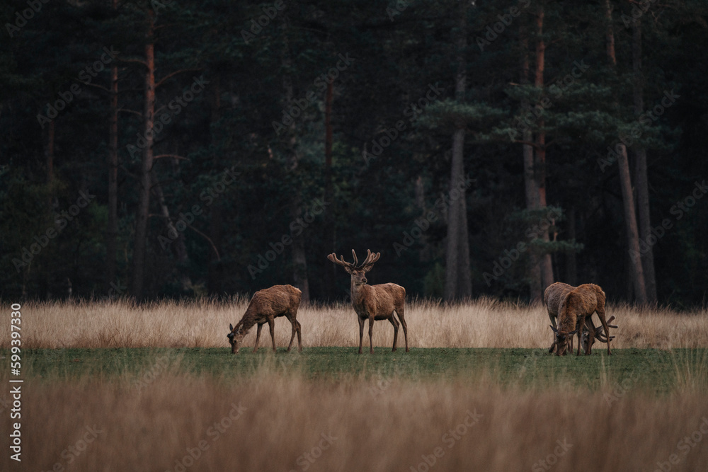 Group herd of red deer on the Veluwe Group herd of red deer on the Veluwe