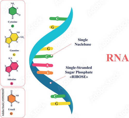 The Structure of RNA Molecule and Gene Expression