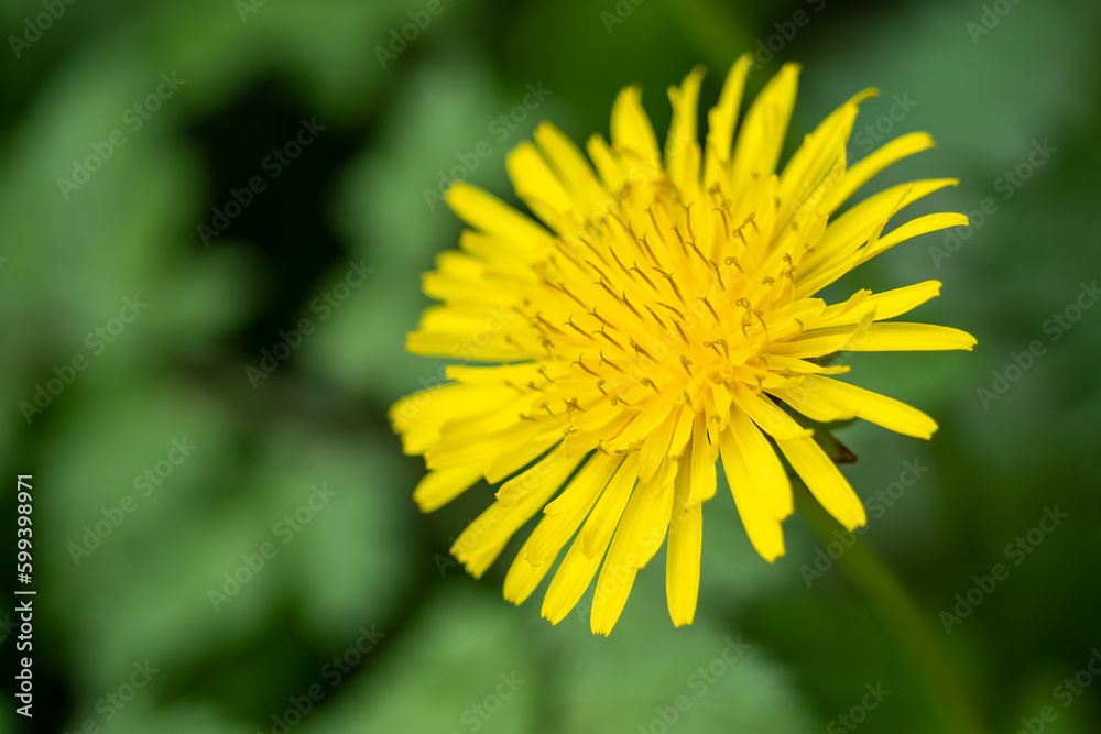 Yellow Dandelion Close Up with stamen visible Yellow Dandelion Close Up with stamen visible