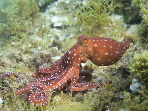 Pulpón. Octopus macropus.