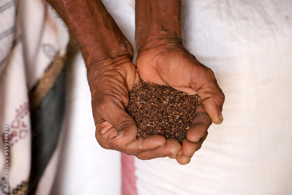 HAJJAH , YEMEN – Jan 25, 2023: War and siege stop hundreds of farms from producing amid the accumulation and damage of crops in northwestern Yemen HAJJAH , YEMEN – Jan 25, 2023: War and siege stop hundreds of farms from producing amid the accumulation and damage of crops in northwestern Yemen