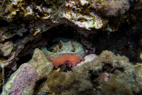 Pulpo de roca. Octopus vulgaris. © Elkspera