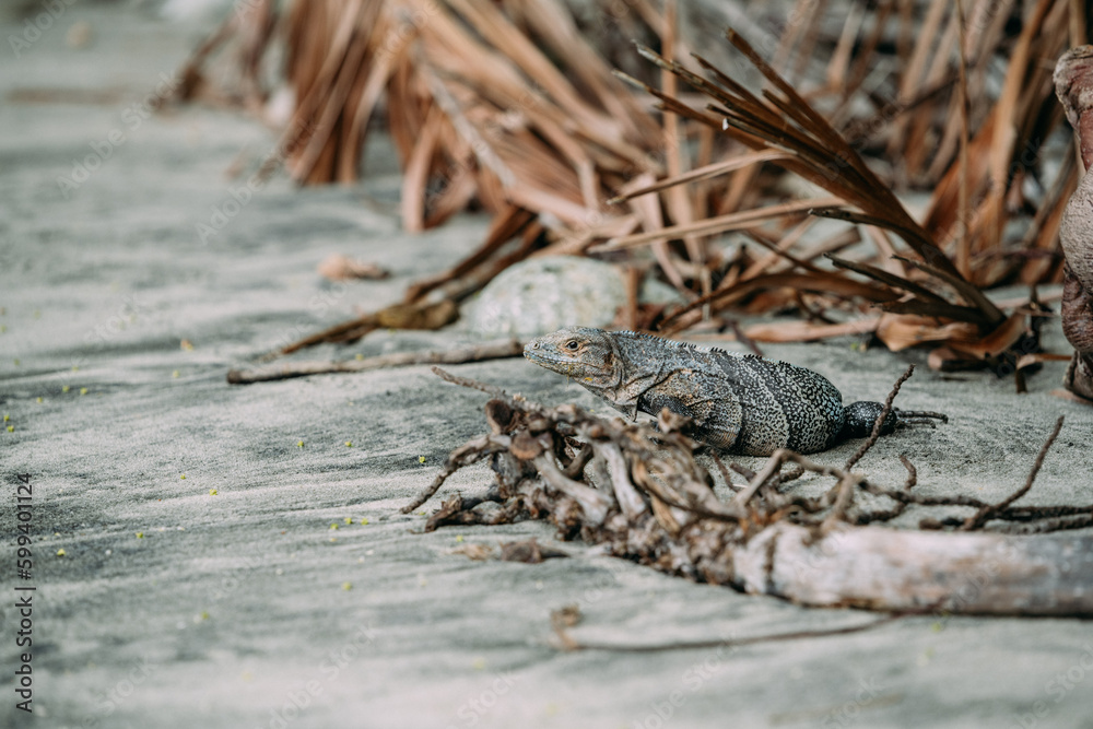 Fototapeta premium Schwarzleguan