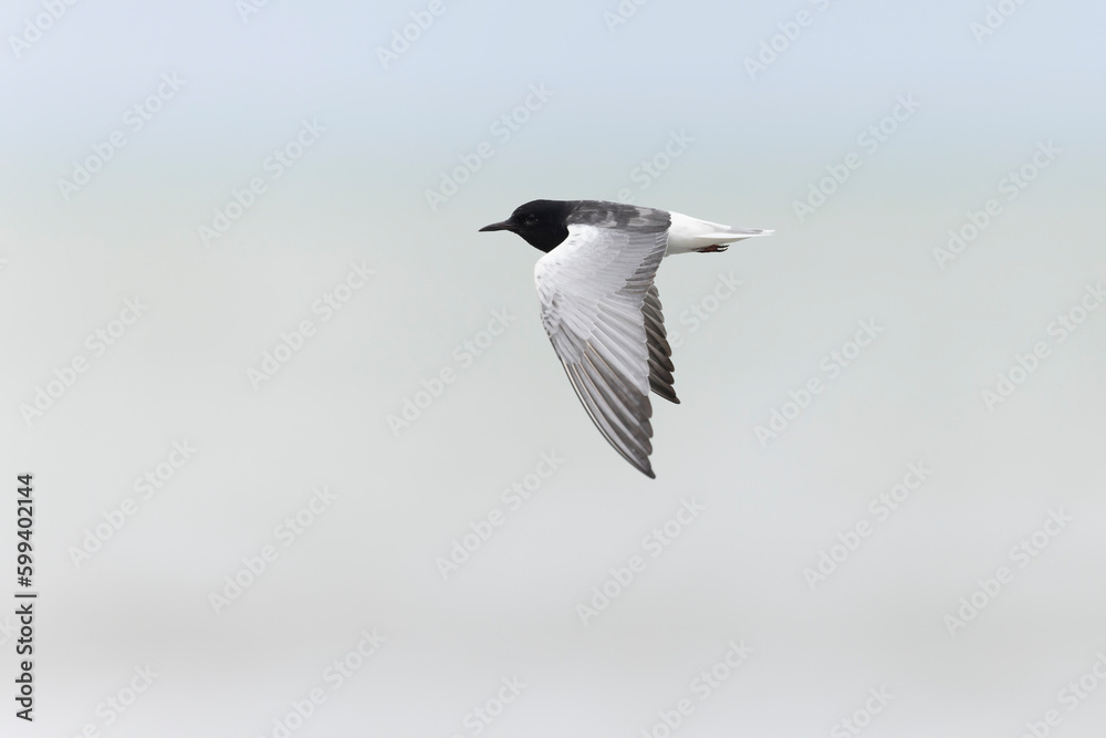 Fototapeta premium The white-winged tern, or white-winged black tern (Chlidonias leucopterus or Chlidonias leucoptera), is a species of tern in the family Laridae.