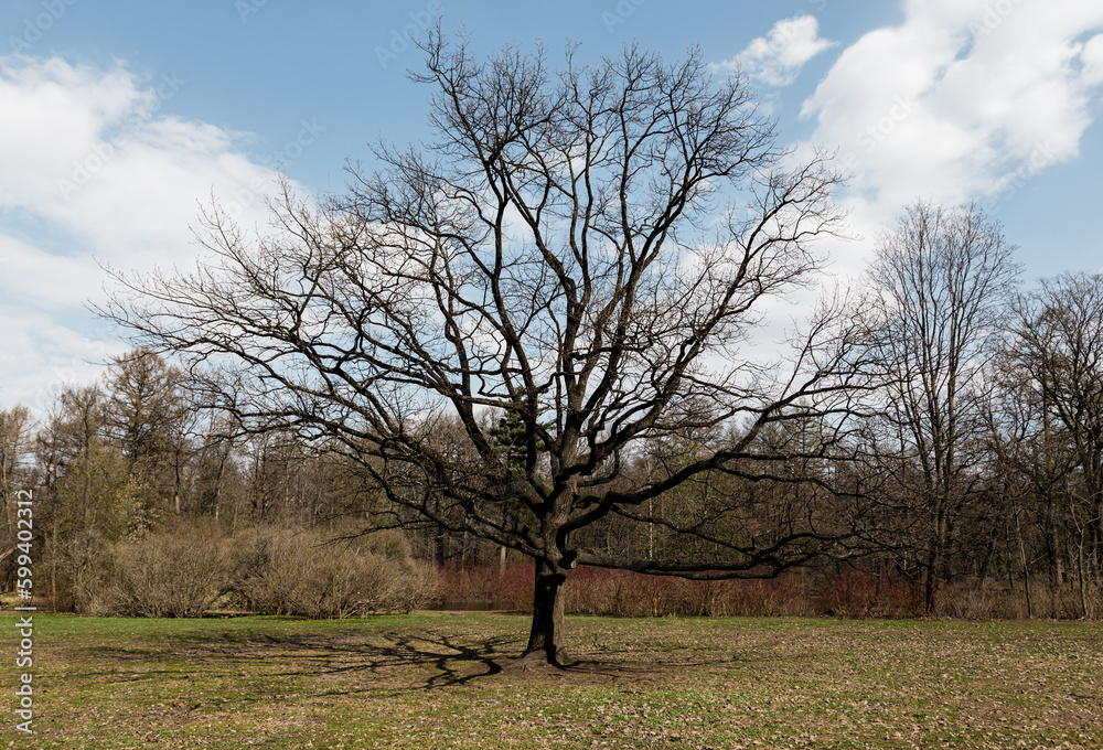 A lonely tree with a lush crown in a spring field on a sunny day. A lonely tree with a lush crown in a spring field on a sunny day.
