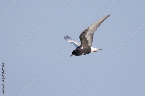 The white-winged tern, or white-winged black tern (Chlidonias leucopterus or Chlidonias leucoptera), is a species of tern in the family Laridae.