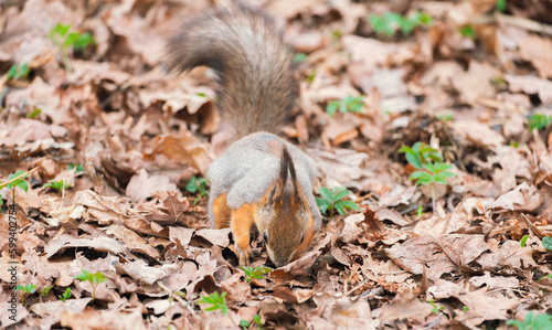 A squirrel with a fluffy tail in a spring park in search of nuts. Animals in the city park.