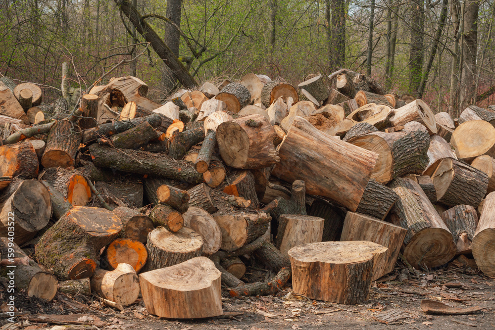 A stack of firewood. Sawn tree trunks lie chaotically on the ground in a spring park. A stack of firewood. Sawn tree trunks lie chaotically on the ground in a spring park.