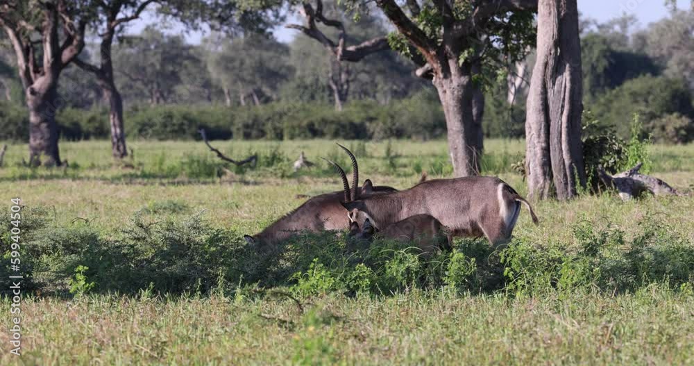 Waterbuck grazing in long grass in natural African habitat